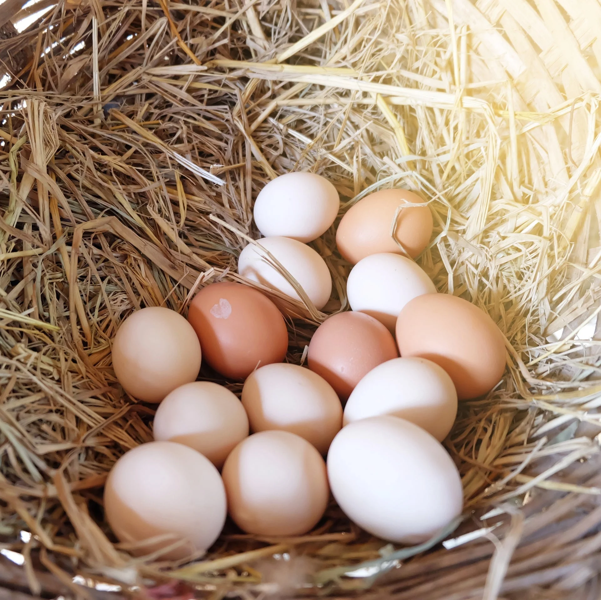 Free-Range Eggs
